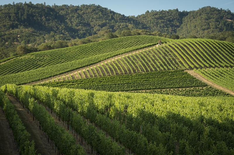 Vineyard