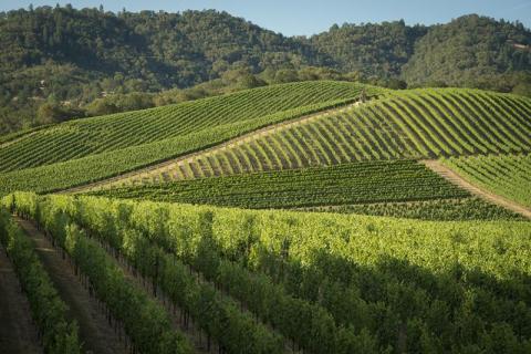 Oregon's Abacela Vineyard